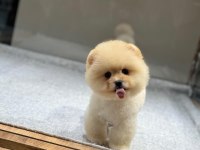 Bebek gibi bi pomeranian boo