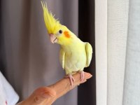 3 Adet Lutino Kırmız Göz Sultan Papağanı