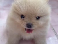 POMERANİAN BOO YAVRULARIM YUVALARINI ARIYORLAR