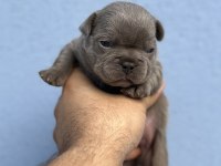 A KALİTE RENK RENK FRENCH BULLDOG