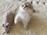 Safkan British Longhair Blue Golden Erkek Yavru