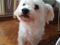 Maltese terrier 10 yaşında erkek