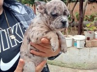 Merley french bulldog yavrular kalite