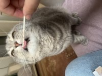 İki yaşındaki scottish fold oğlumuza kız arıyoruz