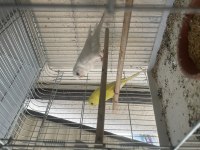 Yavru Alınan Albino Lutino Muhabbet Kuşu Çifti