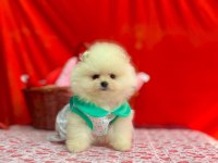Safkan Pomeranian Boo Yavrularımız
