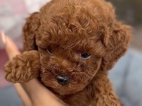 Toy Poodle Safkan