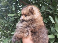 Minik tatlı pomeranian bebek