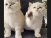 SAFKAN AYI SURAT GOLDEN POİNT BRİTİSH SHORTHAİR BEBEKLER
