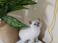 Sevimli british shorthair bebekler