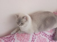 British shorthair erkek kedimiz köpük
