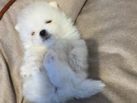 Sevimli pomeranian KIZIM SÜPER KALİTE
