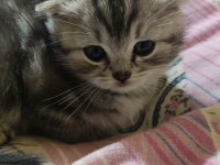 scottish fold lilac