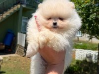 Sağlık Ve Irk Garantili Pomeranian Boo Köpeği