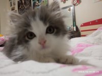 Ücretsiz Ragamuffin ve Tekir (4 ve 5 aylık)