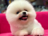 Pomeranian boo köpekler