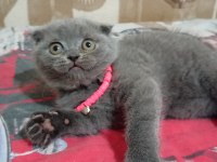 Scottish fold aşkı