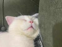 Acil sahiplendirme british shorthair