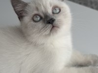 British shorthair 2,5 aylık safkan yavrumuz