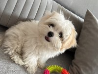 KAR TOPU GİBİ EĞİTİMLİ YAVRU KÖPEKLER