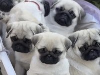 Pug Safkan