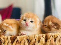 British shorthair-longhair