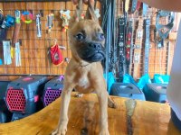 Oyuncu Ve Koruyucu Boxer Yavruları