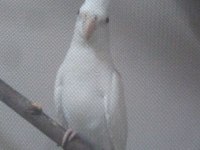 LUTİNO ALBİNO EŞ SULTAN PAPAĞANLARI