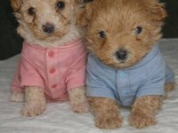Dişi erkek maltipoo yavrular