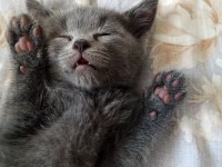 British shorthair yavruma yuva
