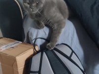 Yakışıklı scottish fold kedimiz Jax