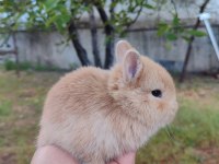 Cüce Tavşanlar (Netharlend dwarf)