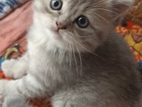 2 AYLIK 4 TANE YAVRU KEDİMİZ SAHİPLENDİRİLECEKTİR