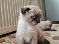 Minik yavrularima onlari çok sevecekyuva ariyorm