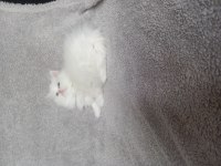 Teslime hazır dişi chinchilla bebekler
