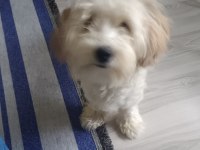 9 aylık maltipoo