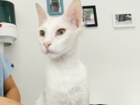 Ücretsiz kedi sahiplendirme