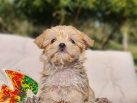 Dişi Teacup Morkie