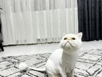 1 yaşında dişi iran kedisi