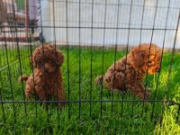Toy Poodle Yavrularımız