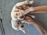 Labrador yavrularımız