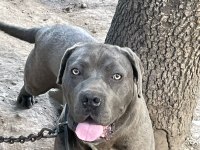 1 yaşında hamile cane corso