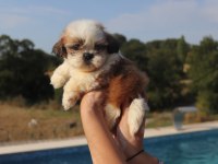 Sevimli Shih Tzu Yavrusu Sağlıklı, Erkek ve Dişi