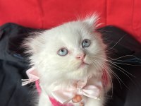 Scottish fold mavi gözlü