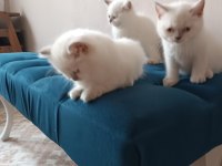 Anne baba secereli bluepoint mavi göz safkan yavrular