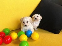Ev doğumu maltipoo yavrularımız