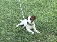 Safkan Tr de nadir Jack Russell 120 günlük ERKEK