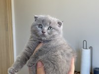 Scottish Fold 2 Aylık Dişi