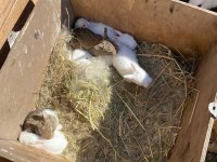 SAMSUN TAVŞAN MEVCUT