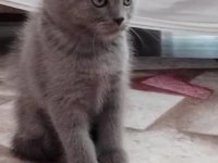 50 günlük british shorthair